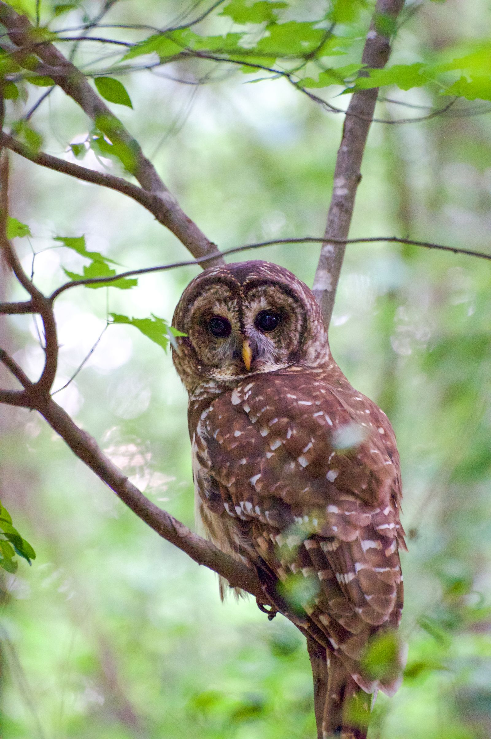 A barred owl perched on a branch in the woods, photographed by Mike Loerop