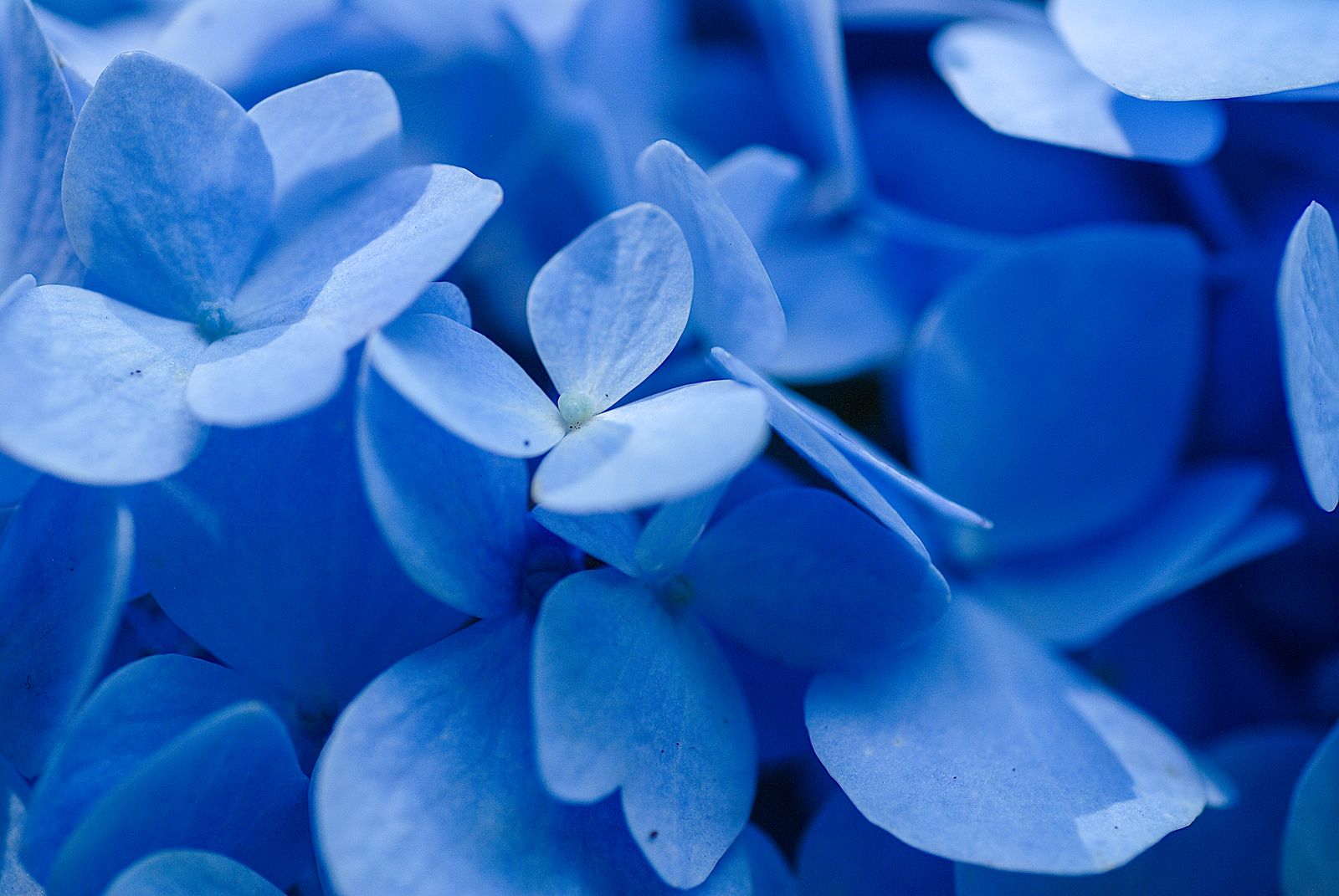 Close view of blue hydrangea petals, photographed by Mike Loerop