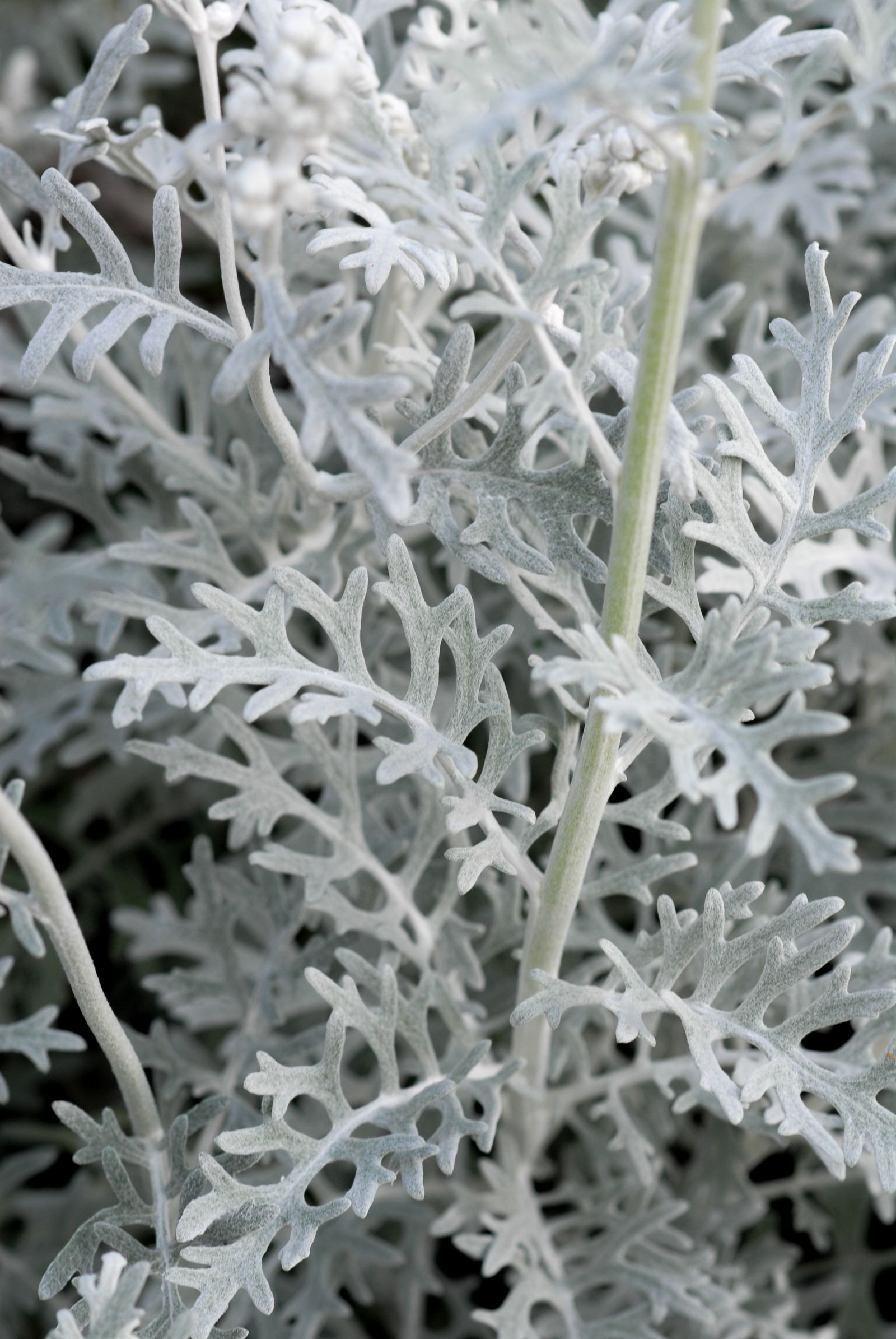 Silver dusty miller leaves in a garden bed, photographed by Mike Loerop
