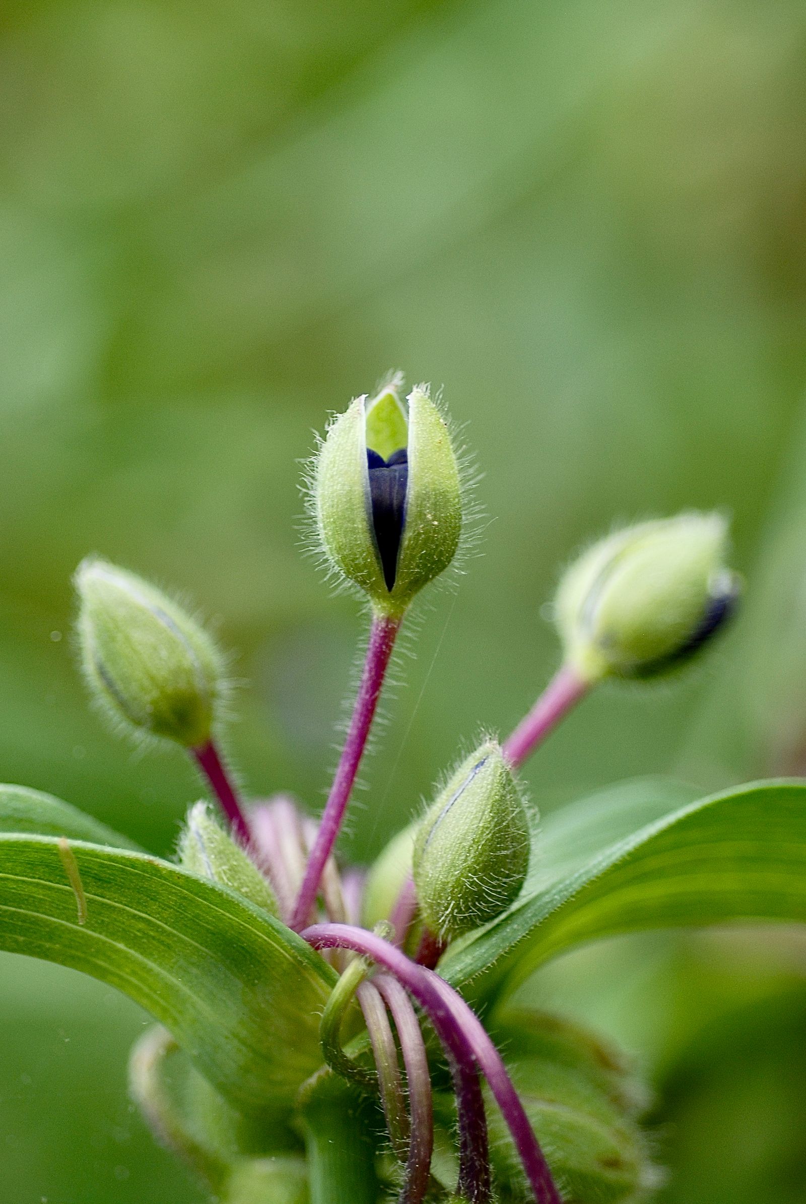 Fuzzy flower buds on slender stems, photographed up close by Mike Loerop