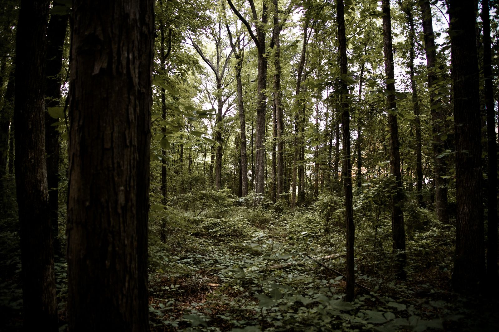 Tall trees and soft light in a quiet forest, photographed by Mike Loerop