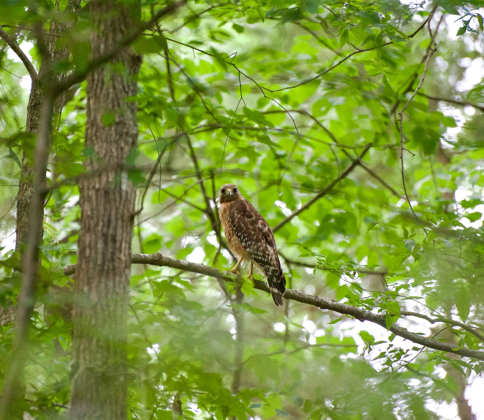 A hawk perched among green leaves, photographed by Mike Loerop