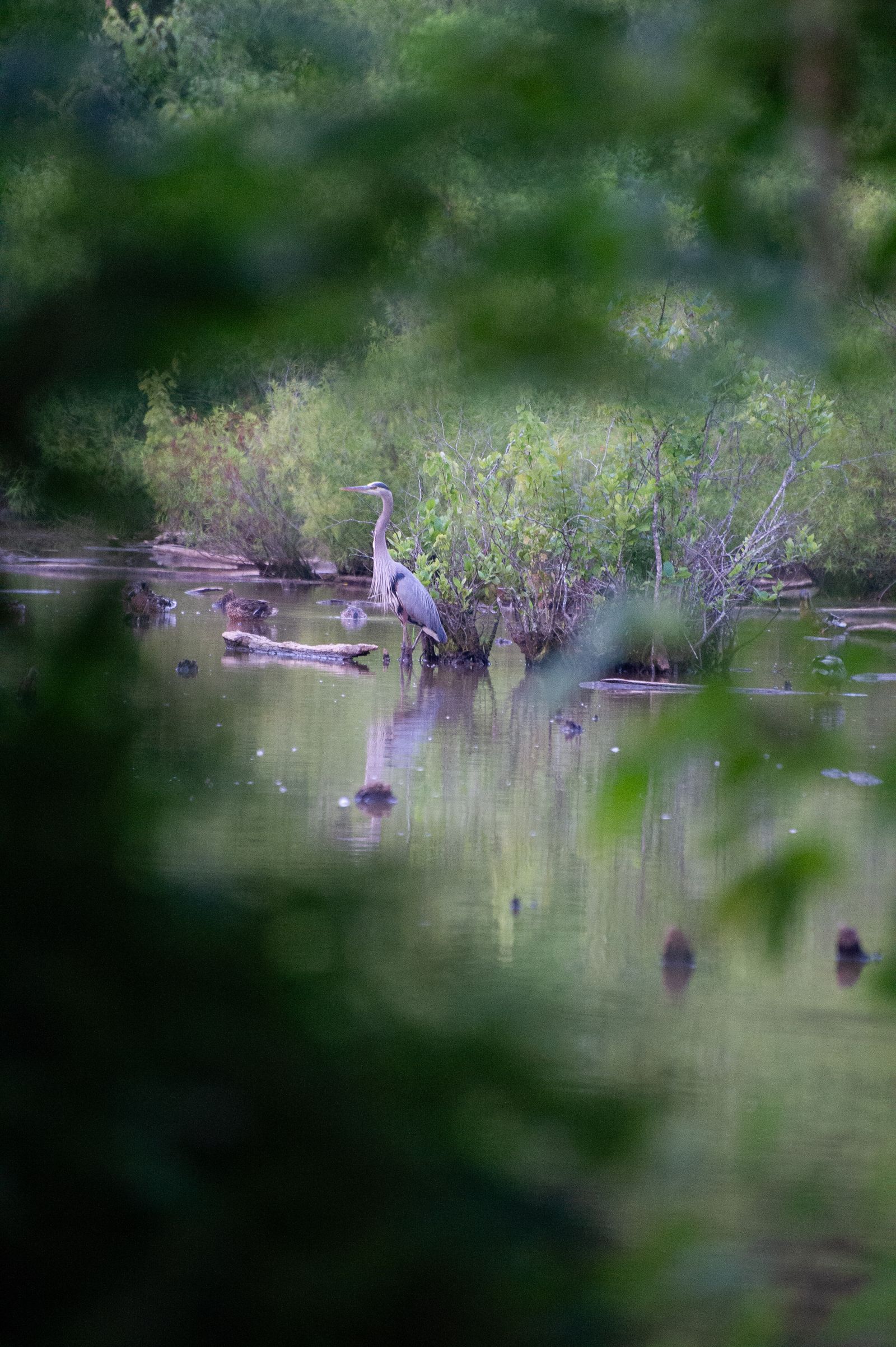 A heron standing at the edge of a wooded pond, photographed by Mike Loerop