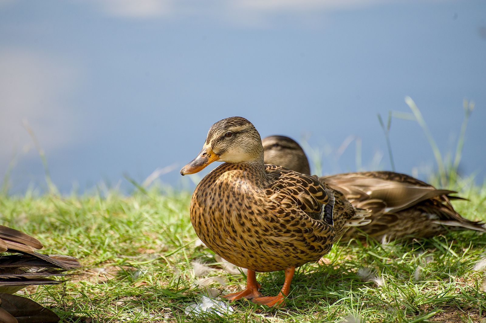 Mallard ducks resting in the grass by the water, photographed by Mike Loerop