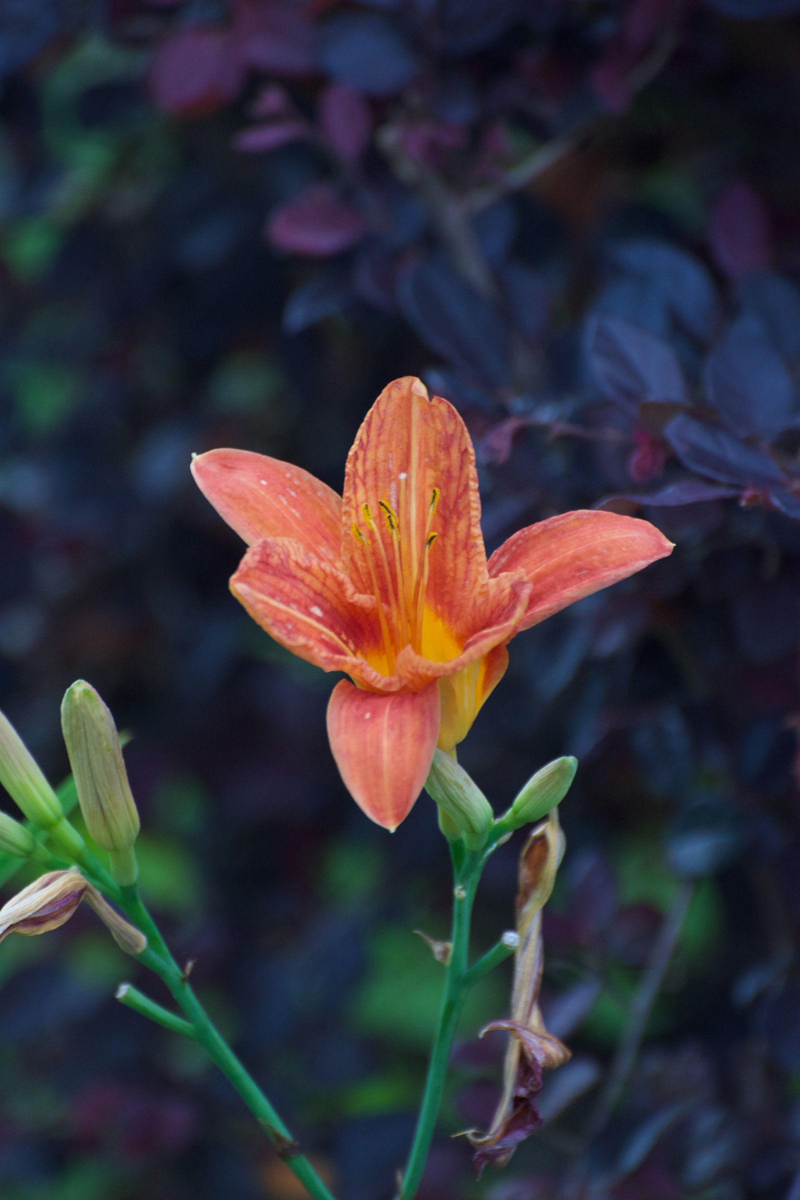 An orange daylily against dark purple foliage, photographed by Mike Loerop