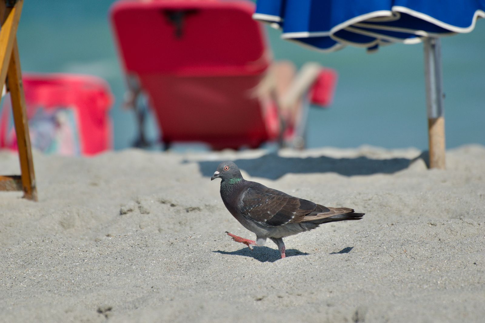A pigeon walking across the sand beneath beach umbrellas, photographed by Mike Loerop