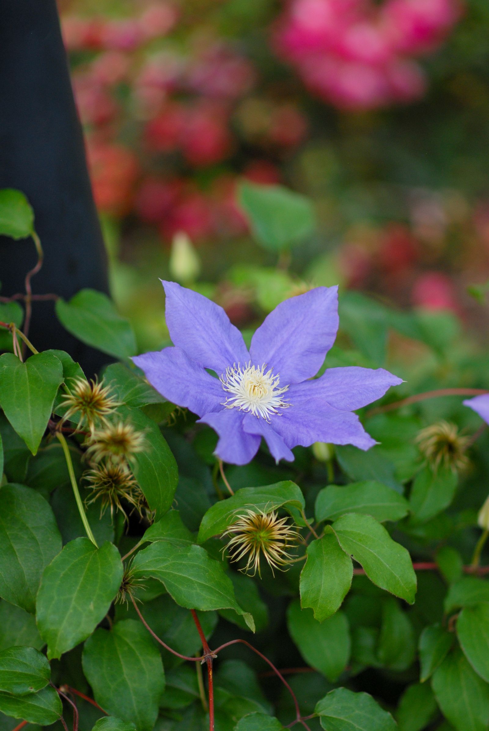 A purple clematis bloom among green leaves, photographed by Mike Loerop