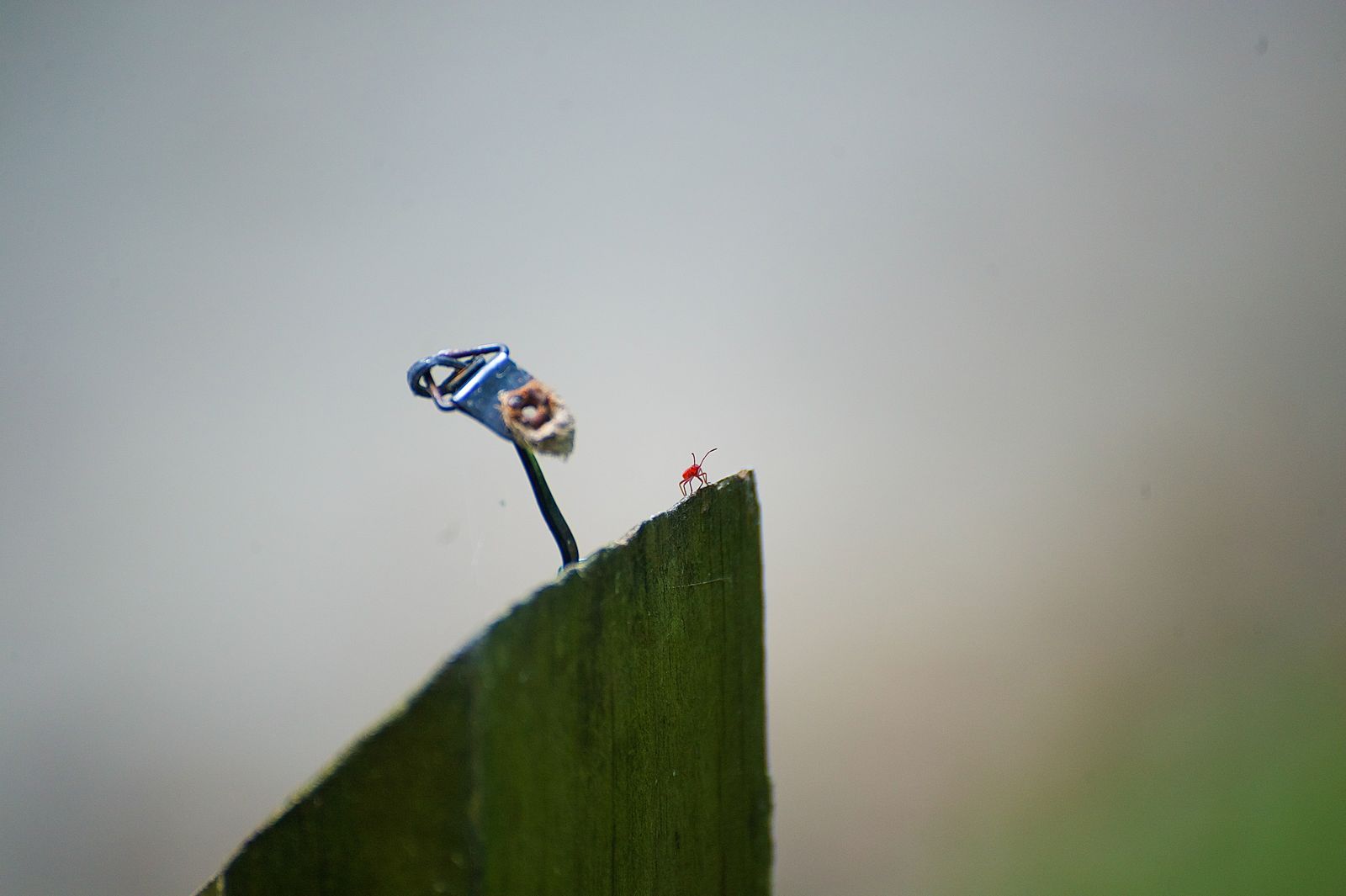 A small red bug on a weathered fence post, photographed by Mike Loerop