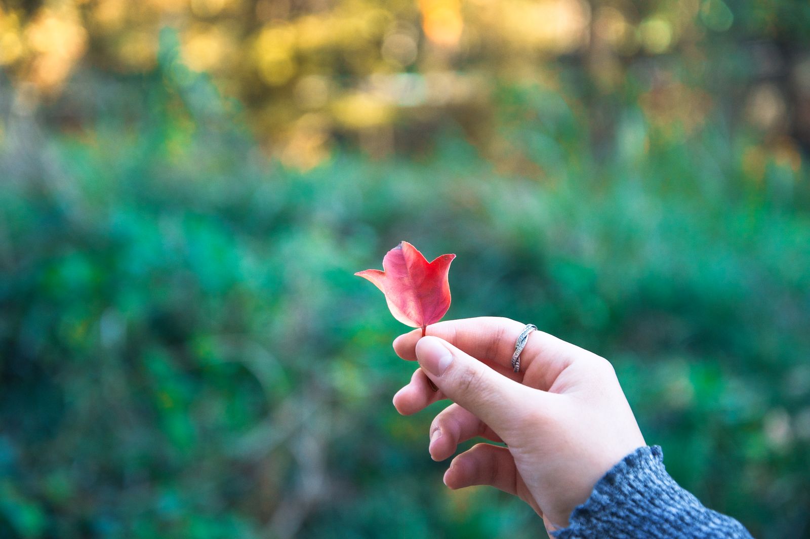 A hand holding a small red leaf against autumn greenery, photographed by Mike Loerop