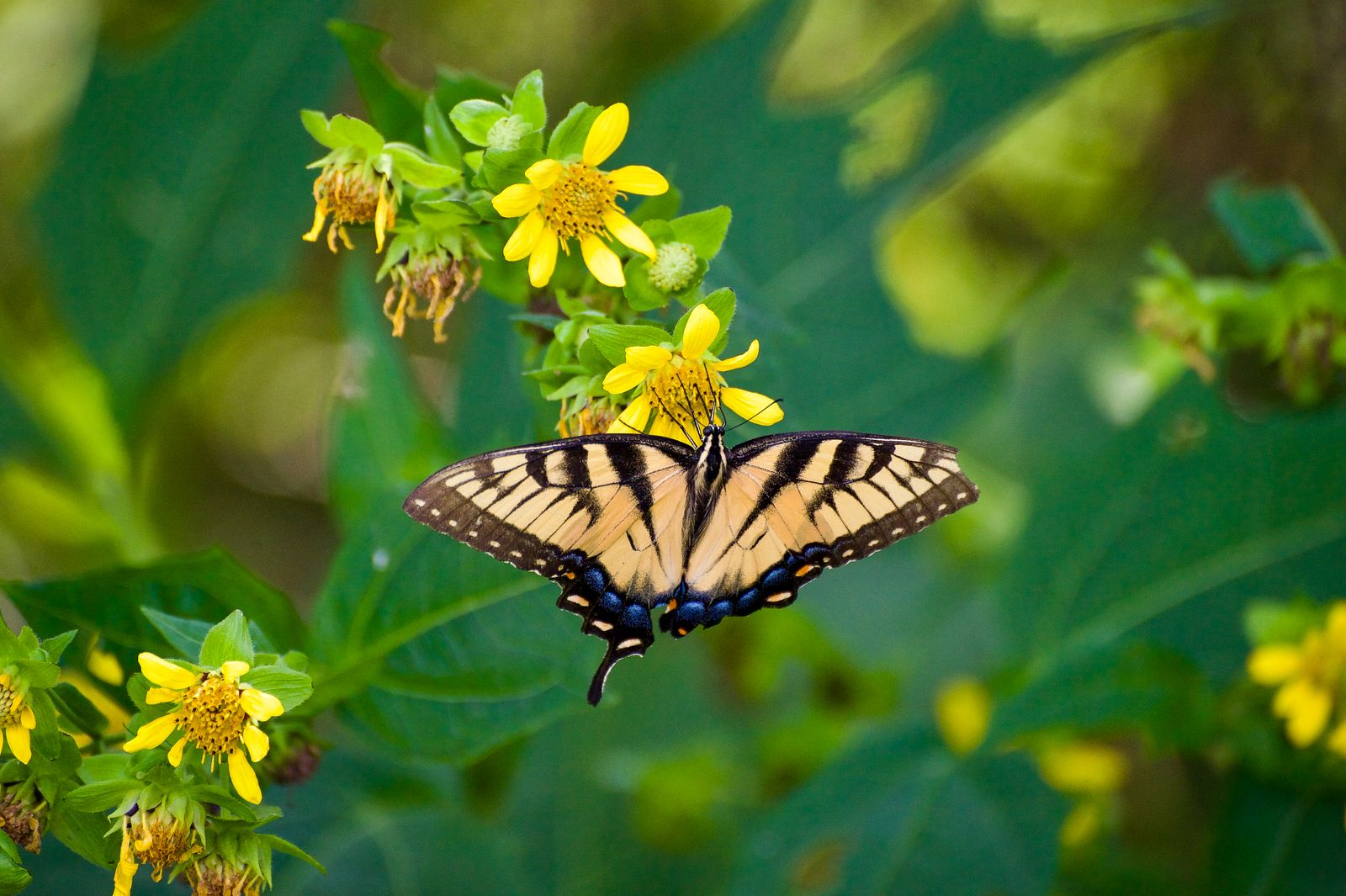A tiger swallowtail butterfly on yellow wildflowers, photographed by Mike Loerop
