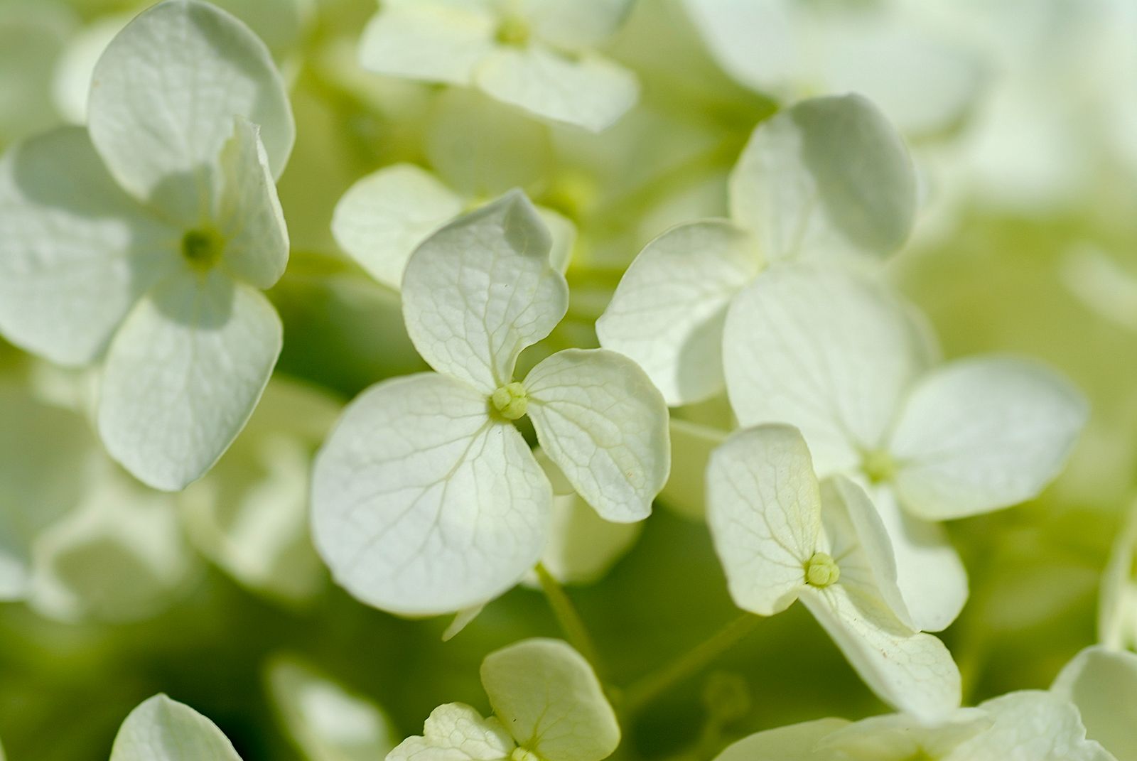 Close view of pale green and white hydrangea petals, photographed by Mike Loerop