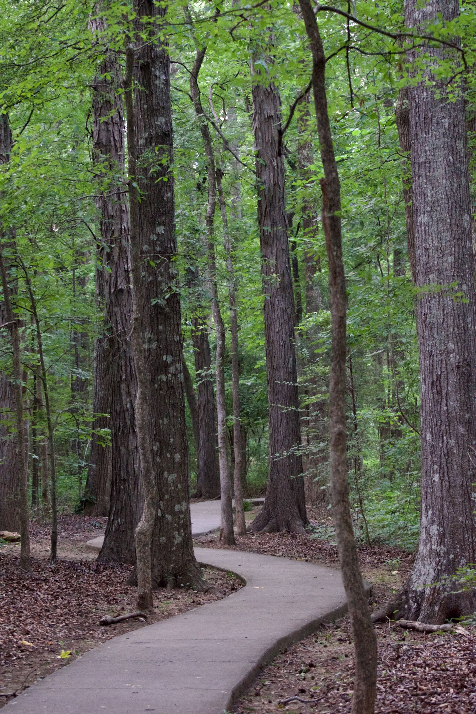 A paved path winding through tall trees, photographed by Mike Loerop